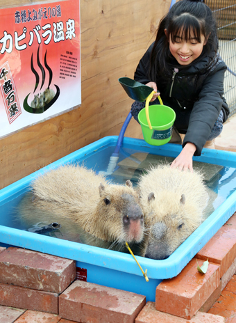 温泉露天風呂で気持ちよさそうなカピバラ