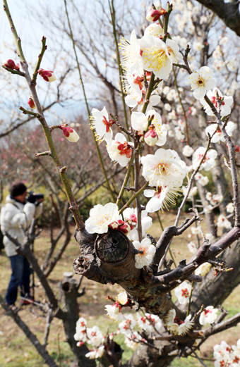 3月10日前後に見ごろを迎える東御崎展望台下の梅林