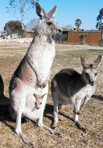 新たに仲間入りしたオオカンガルー。おなかのポケットから赤ちゃんが顔を見せることもある=動物ふれあい村提供