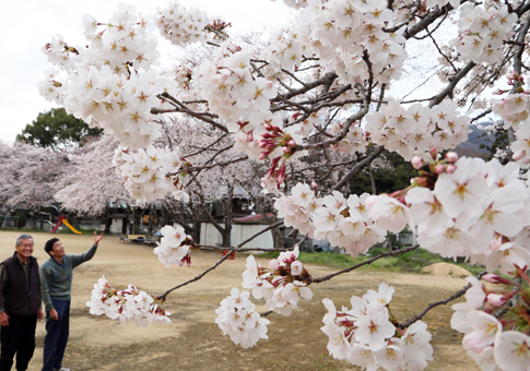 咲き誇るサクラ=2日、西有年第4児童遊園