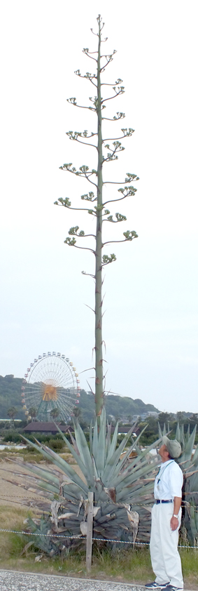 花茎から張り出した枝につぼみがつき、開花が間近となっているアオノリュウゼツラン