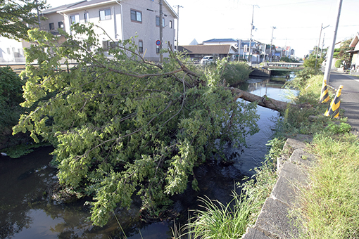 加里屋川を横断するように倒れたニレの木