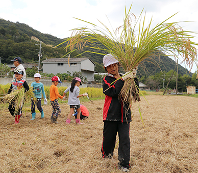 坂越小1・2年生児童が行った稲刈り体験