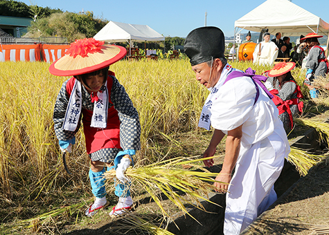 好天の下、早乙女らが古式ゆかしく稲刈りした抜穂祭