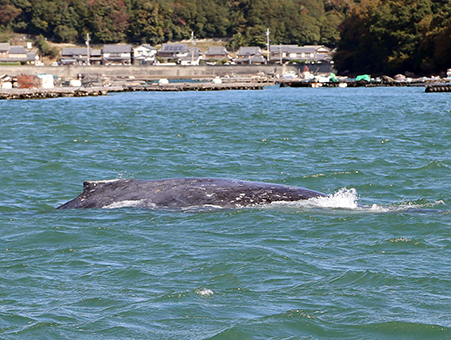 坂越湾に現れたクジラの背中