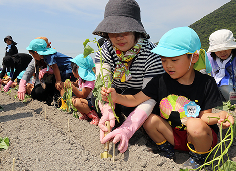 サツマイモの苗植えを体験した塩屋幼稚園児