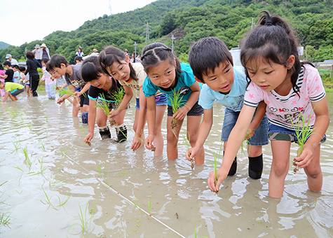 田植え作業を体験した坂越小の子どもたち