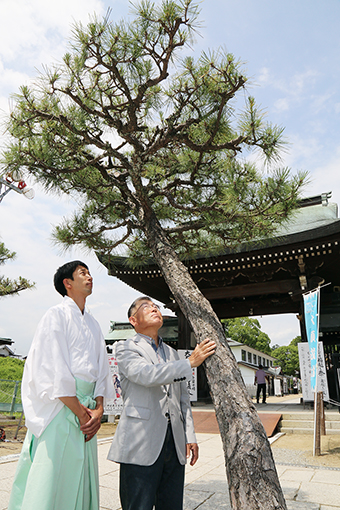 土壌改良材によって樹勢回復の兆しがみられる赤穂大石神社のクロマツ