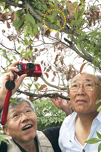 とても珍しいウマノスズクサの実=点線内=を観察する木村繁之さん(右)と橋本光政さん