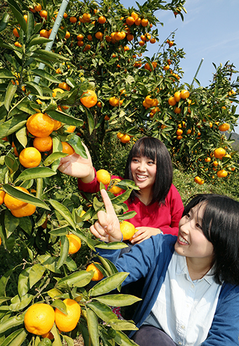 小ぶりながら甘みの濃い果実が実ったミカン畑