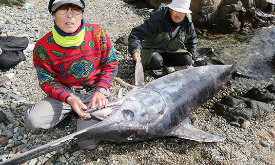 御崎の海岸に打ち寄せられたメカジキ