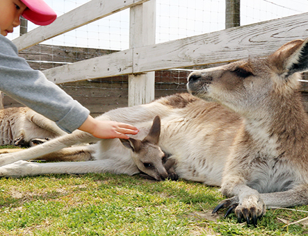 赤ちゃんにタッチすることもできる動物ふれあい村のカンガルー