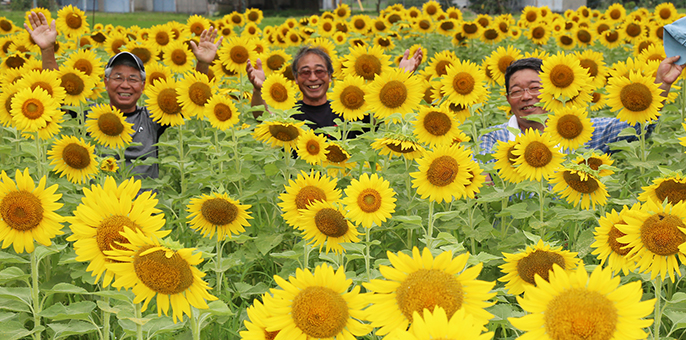 大輪の花が満開となった「木津ひまわりまつり」の会場