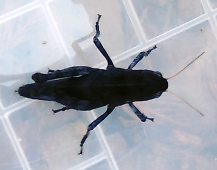 全身が真っ黒の珍しいバッタ