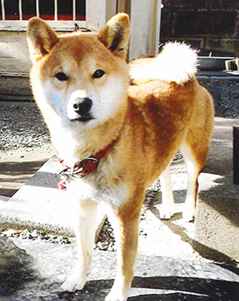 行方不明になっている柴犬のフユト