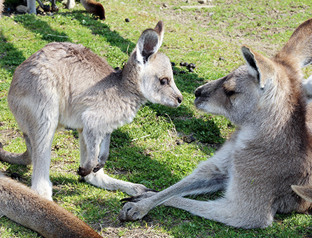 見つめ合うカンガルーの親子