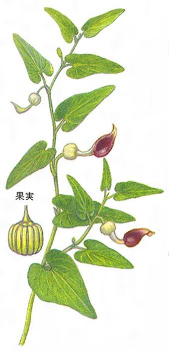 ウマノスズクサの標本画Ⓒ大多和鐘三