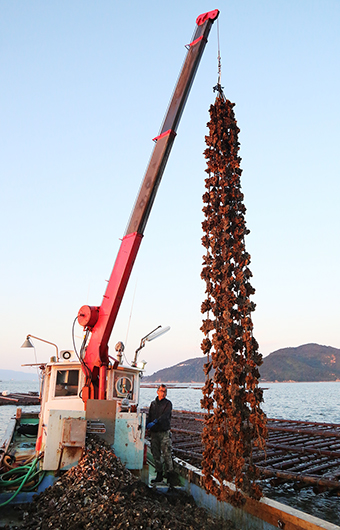 坂越沖で始まったカキの水揚げ作業