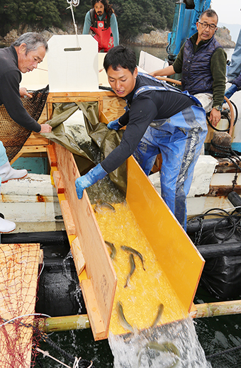 ご当地ブランドを目指して坂越沖で始まったサーモンの養殖