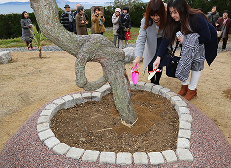 ハート型の植栽枡に移植された「縁結びの松」