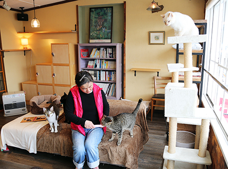 保護猫の居場所づくりと里親マッチングにも取り組む「御崎カフェ&海ねこルーム」