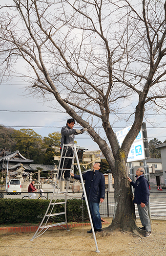 市道拡幅整備に伴う伐採を前に挿し木が計画されているソメイヨシノ