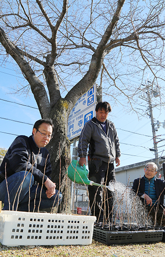 「宮前桜」の2世育成を目指して作られた挿し木