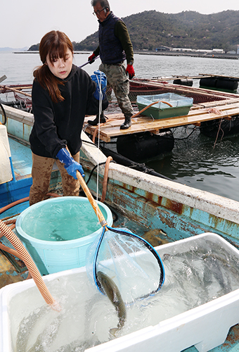 地元産のカキを食べて育ったオイスターサーモンの水揚げ