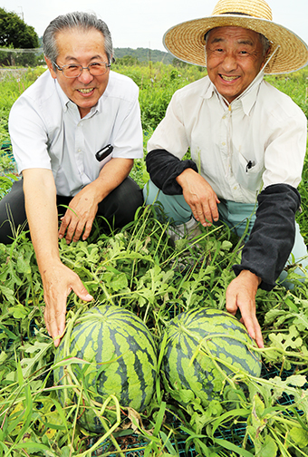 今季も旬を迎えた「大津スイカ」