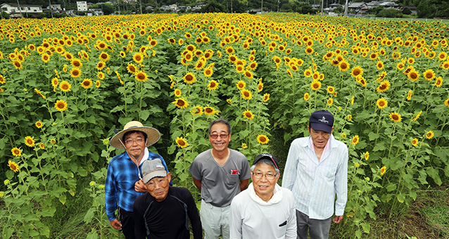 一面にヒマワリが広がる「木津ひまわりまつり」の会場