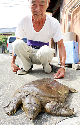 前田正義さんが捕まえた大型スッポン