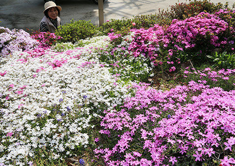 室井さん宅の花壇で見頃を迎えているシバザクラ