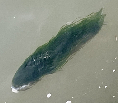 千種川で目撃された「仙人魚」=木津紗也加さん撮影