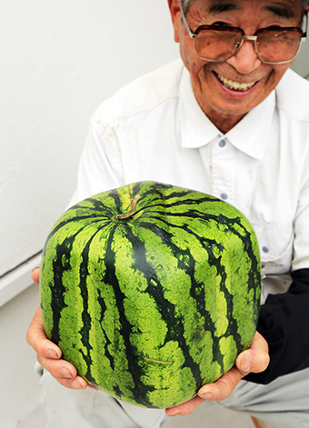 「大津年輪の会」が試験栽培に成功した四角いスイカ