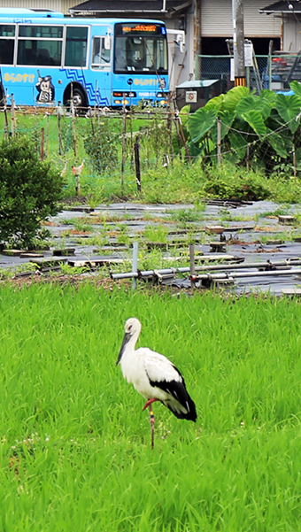 新田の田んぼに現れたコウノトリ
