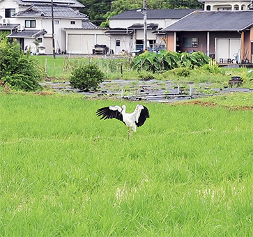 新田の田んぼに現れたコウノトリ