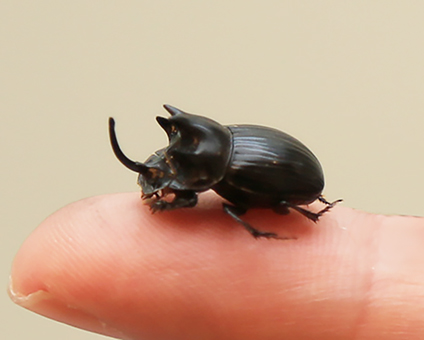 人の指先に乗るほどの大きさのゴホンダイコクコガネ。5つの突起が特徴。メスは小さな角が一つある