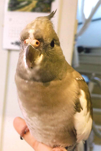 行方不明になっているオカメインコの「カエデ」