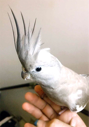 このように見えることもある