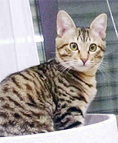 行方がわからなくっている猫の「レオ」