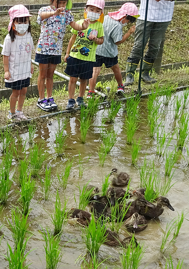 園児たちが見守る中、水田を泳ぐアイガモ=有年幼稚園提供