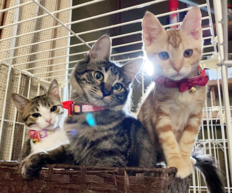 里親を探している子猫たち