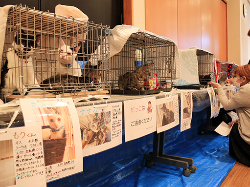 保護猫と新たな飼い主をマッチングした里親会