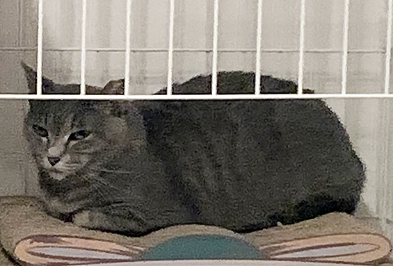 捜している猫