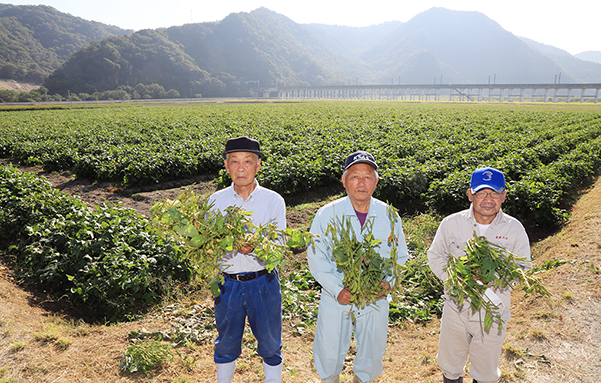 今年も周世土地利用組合が栽培した黒枝豆畑