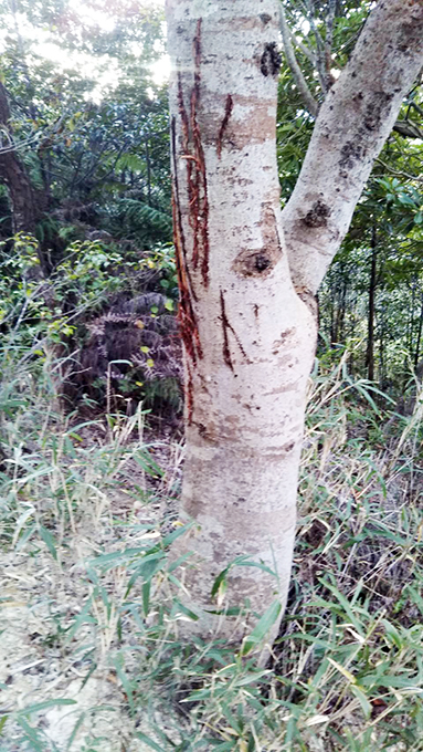 「鹿の角研ぎ」の痕がついた樹木=読者提供