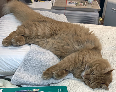 行方不明の猫