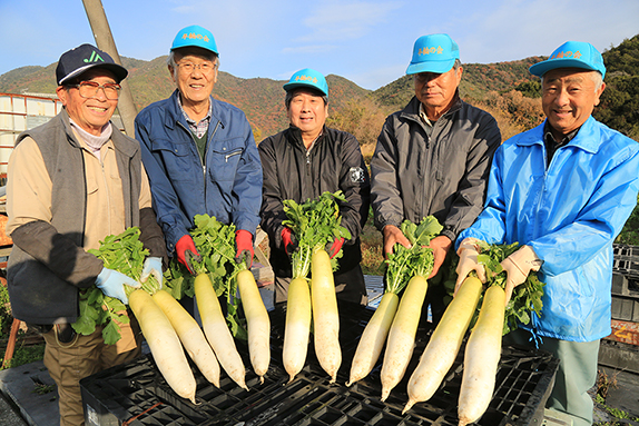 ベテラン農家が栽培した「大津だいこん」