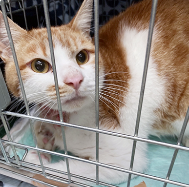 保護されている猫