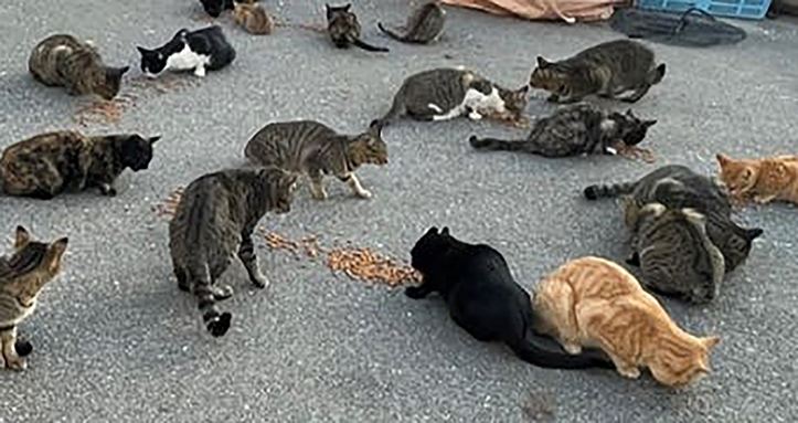 市内で確認された野良猫=同会提供